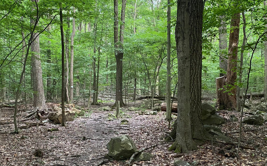 Fight or flight on the forest floor